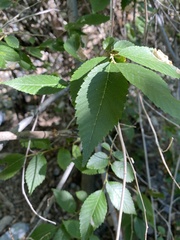 Celtis reticulata