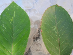 Pterygota