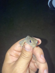 Lithobates heckscheri