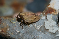 Issus coleoptratus