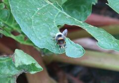 Eristalis intricaria