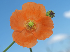Papaver aculeatum
