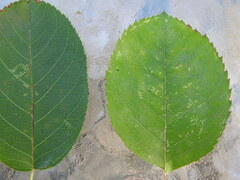 Pterygota