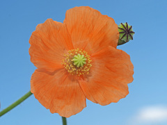 Papaver aculeatum