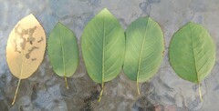 Pterygota