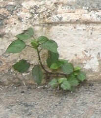 Physalis angulata