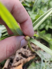 Polygonatum verticillatum