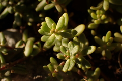 Sedum album