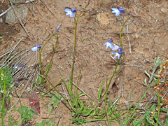 Lobelia flaccida