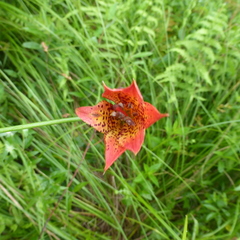 Lilium grayi