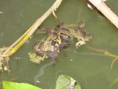 Duttaphrynus melanostictus
