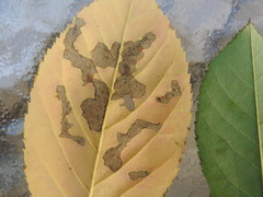 Pterygota