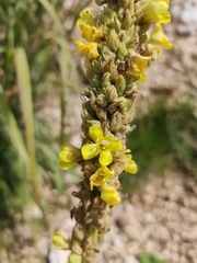 Verbascum densiflorum