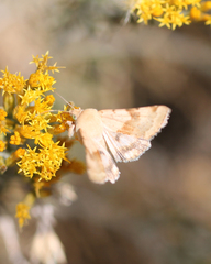 Heliothis phloxiphaga