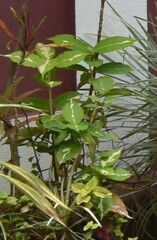 Graptophyllum pictum