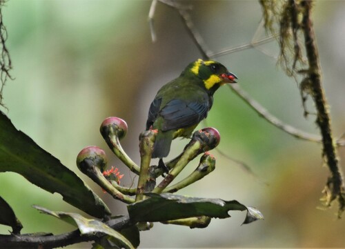 Gold-ringed Tanager (Bangsia aureocincta), photo 1