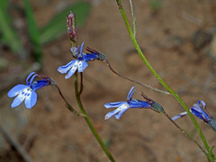 Lobelia flaccida