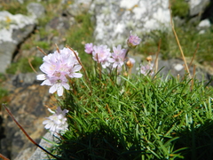 Armeria maritima maritima