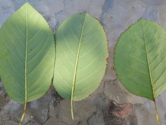 Pterygota