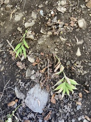 Maianthemum stellatum