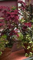 Magnoliopsida