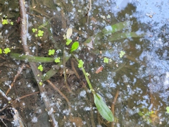 Sagittaria sagittifolia