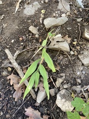 Maianthemum stellatum