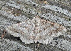 Digrammia ocellinata