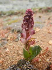 Lachenalia