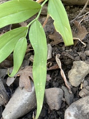 Maianthemum stellatum