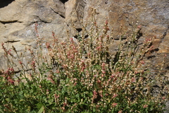 Rumex scutatus