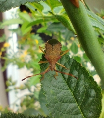 Gonocerus acuteangulatus