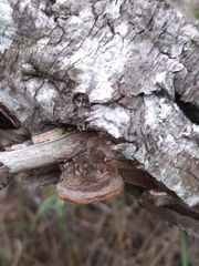 Fomitiporia hippophaeicola