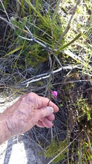 Disperis capensis