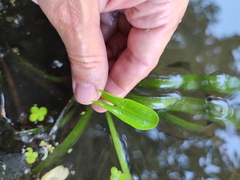 Sagittaria sagittifolia