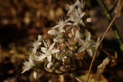 Sedum album