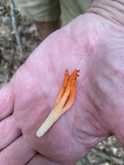 Pseudocolus fusiformis