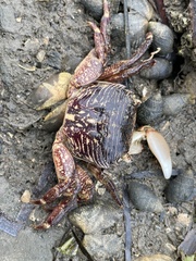 Pachygrapsus crassipes