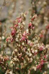 Rumex scutatus