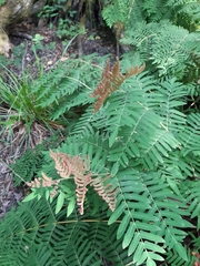 Osmunda regalis
