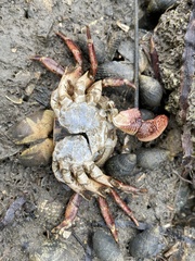 Pachygrapsus crassipes