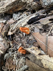 Pseudocolus fusiformis