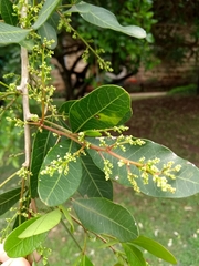 Anacardiaceae