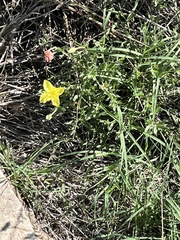Oenothera