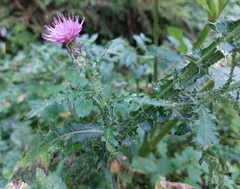 Cirsium palustre