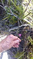 Disperis capensis