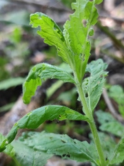 Teucrium scordium