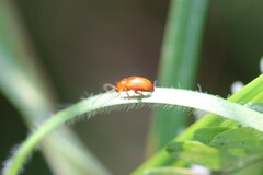 Sphaeroderma testaceum