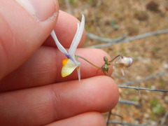 Nemesia cheiranthus