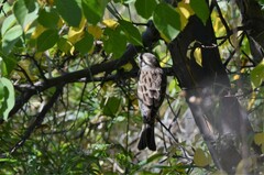 Emberiza citrinella × leucocephalos